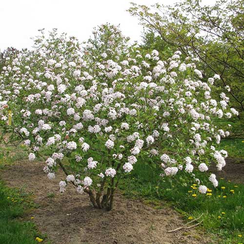 Viburnum x burkwoodii Mohawk