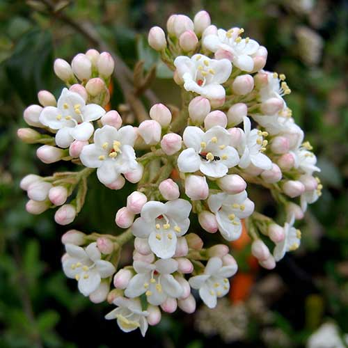 Viburnum x burkwoodii Mohawk