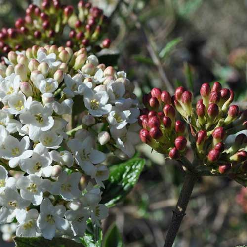 Viburnum x burkwoodii Mohawk