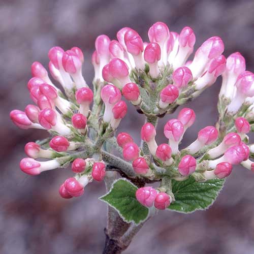 Viburnum x burkwoodii Mohawk