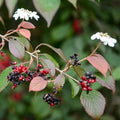 Viburnum plicatum Dart's Red Robin - Future Forests