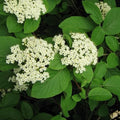 Viburnum lantana - Future Forests