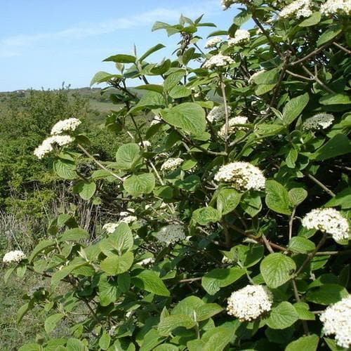 Viburnum lantana - Future Forests