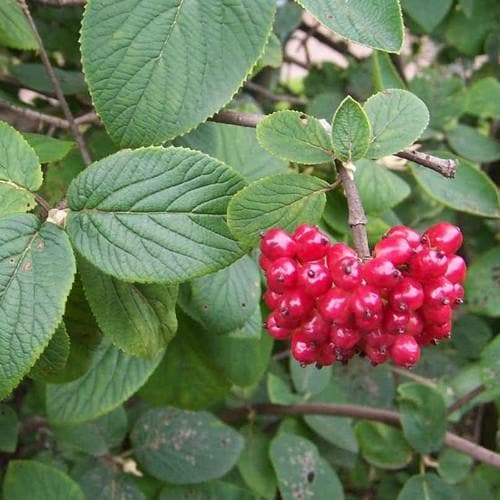 Viburnum lantana - Future Forests