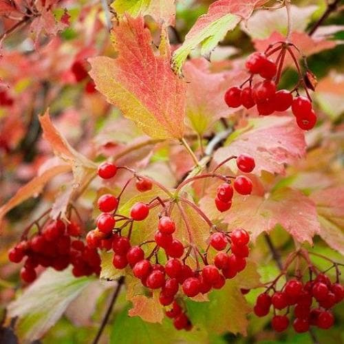 Viburnum opulus - Guelder Rose Bareroot | 1-2ft