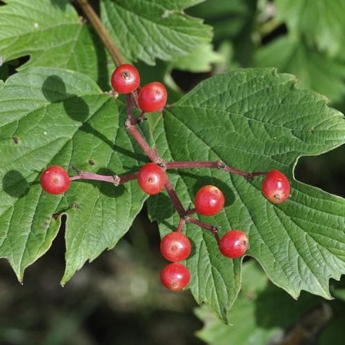 Viburnum opulus - Guelder Rose - Future Forests