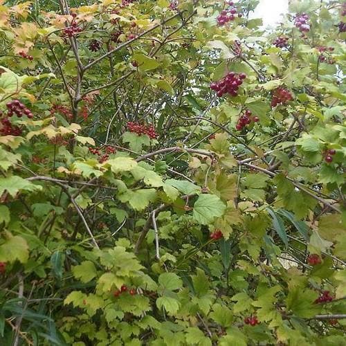 Viburnum opulus - Guelder Rose - Future Forests