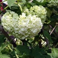 Viburnum opulus Roseum - Future Forests