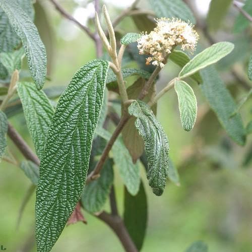 Viburnum rhytidophyllum - Future Forests