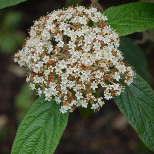 Viburnum rhyditophyllum Willowood - Future Forests