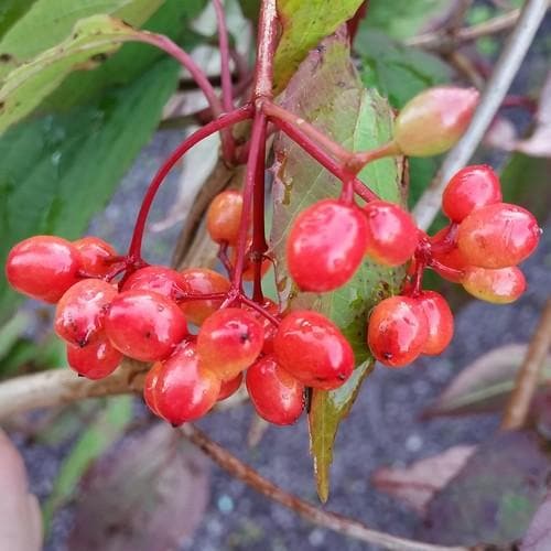 Viburnum setigerum - Future Forests