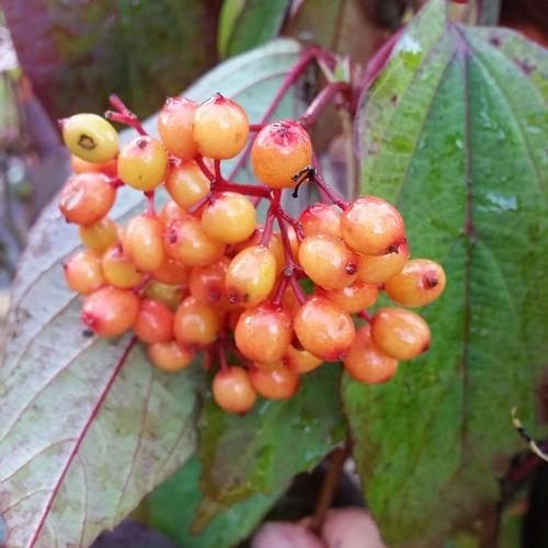 Viburnum setigerum - Future Forests