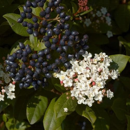 Viburnum tinus - Future Forests