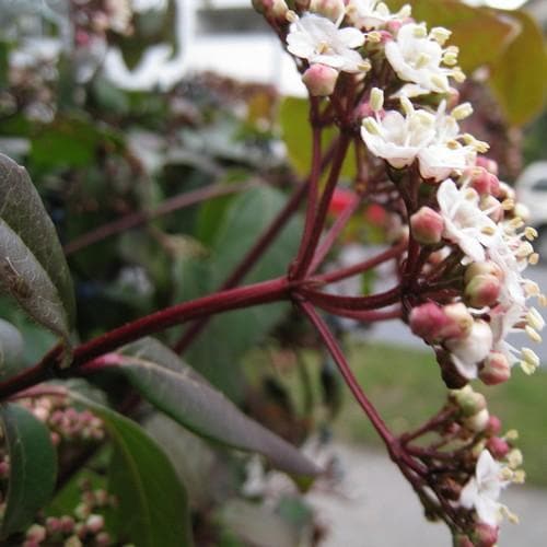 Viburnum tinus - Future Forests