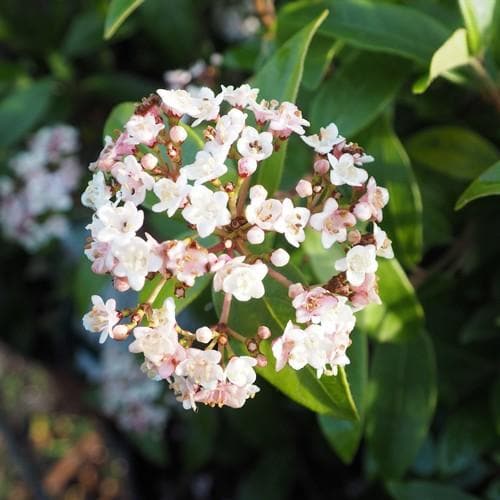 Viburnum tinus Lisa Rose - Future Forests