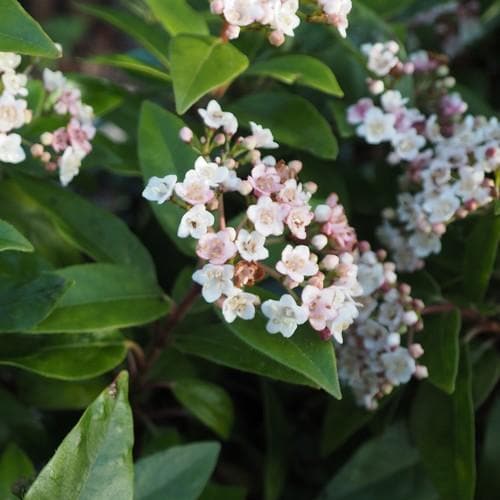 Viburnum tinus Lisa Rose - Future Forests