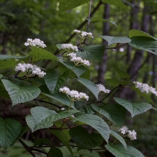 Viburnum wrightii - Future Forests