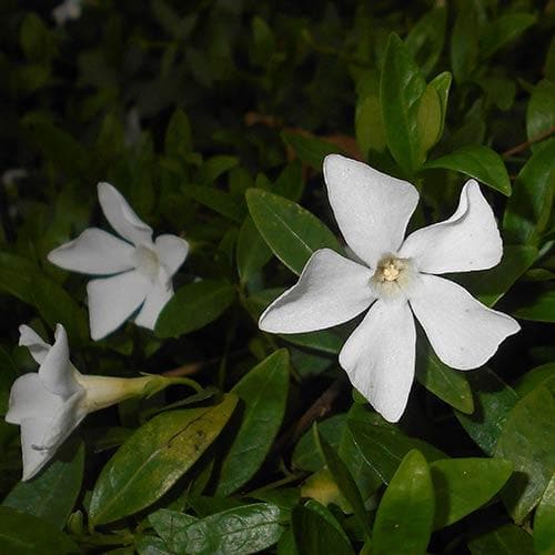 Vinca minor f. Alba