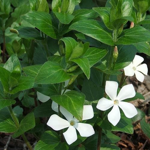 Vinca minor f. Alba