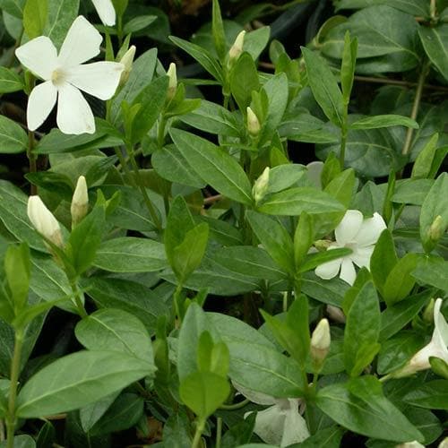 Vinca minor f. Alba