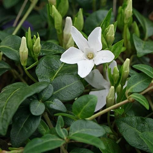 Vinca minor f. Alba