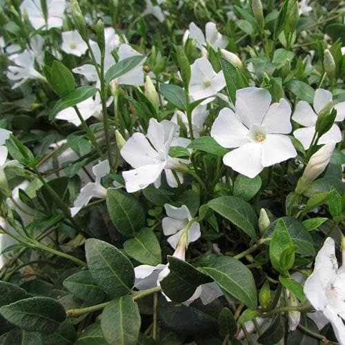 Vinca minor f. Alba