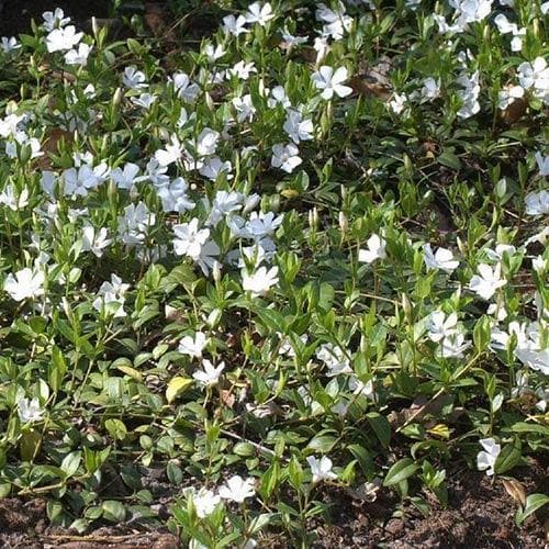 Vinca minor f. Alba