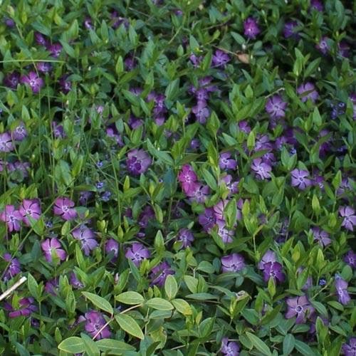 Vinca minor Atropurpurea