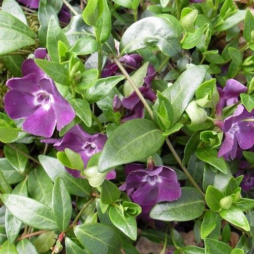 Vinca minor Atropurpurea