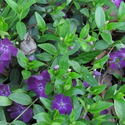 Vinca minor Atropurpurea