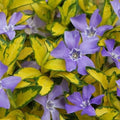 Vinca minor Illumination