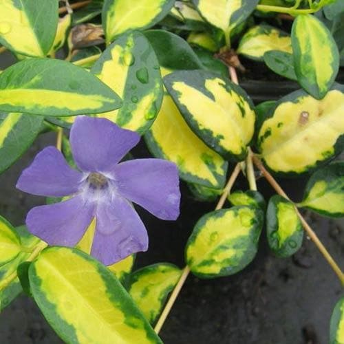 Vinca minor Illumination