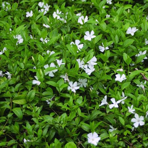 Vinca minor Gertrude Jekyll - Future Forests