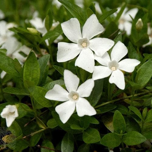 Vinca minor Gertrude Jekyll - Future Forests