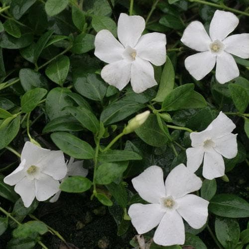 Vinca minor Gertrude Jekyll - Future Forests