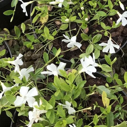 Vinca minor Gertrude Jekyll - Future Forests