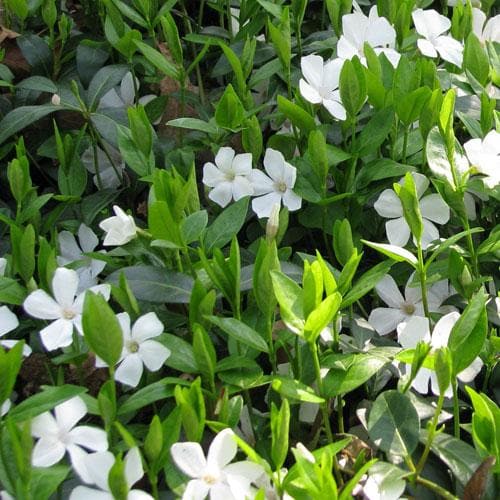 Vinca minor Gertrude Jekyll - Future Forests