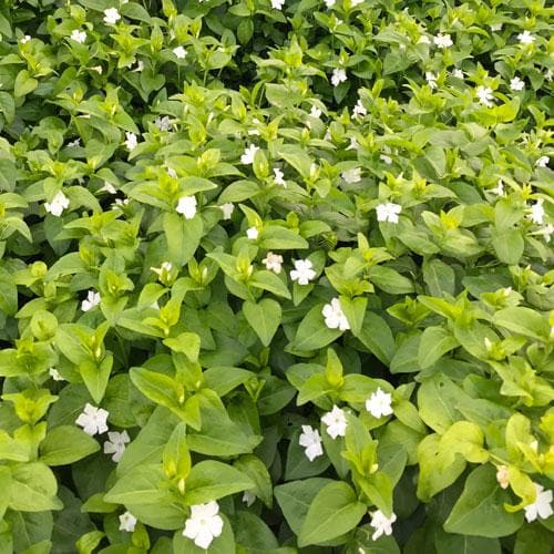 Vinca minor Gertrude Jekyll - Future Forests