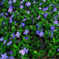 Vinca minor Pot | 9cm