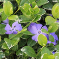 Vinca minor Ralph Shugert Pot | 9cm / Young plant