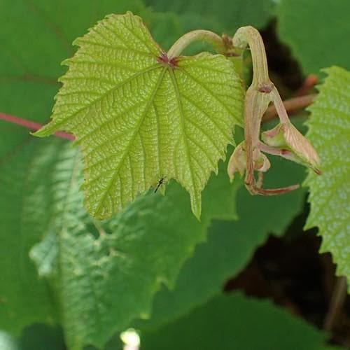 Vitis coignetiae