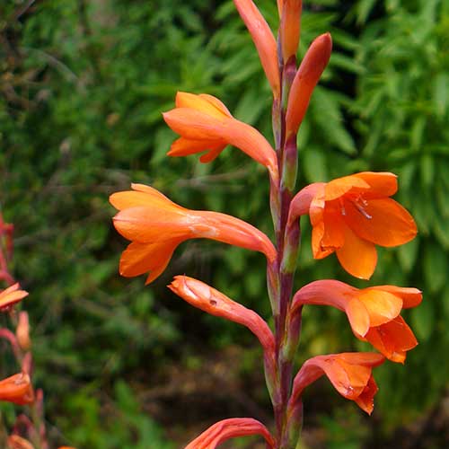 Watsonia pillansii