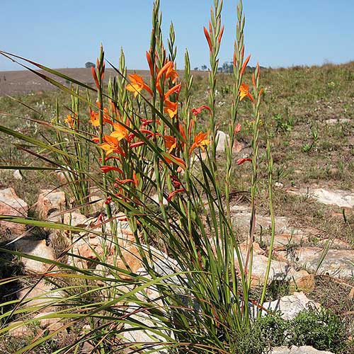 Watsonia pillansii