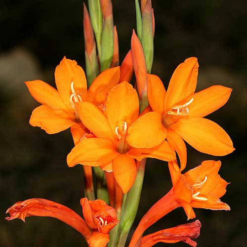 Watsonia pillansii