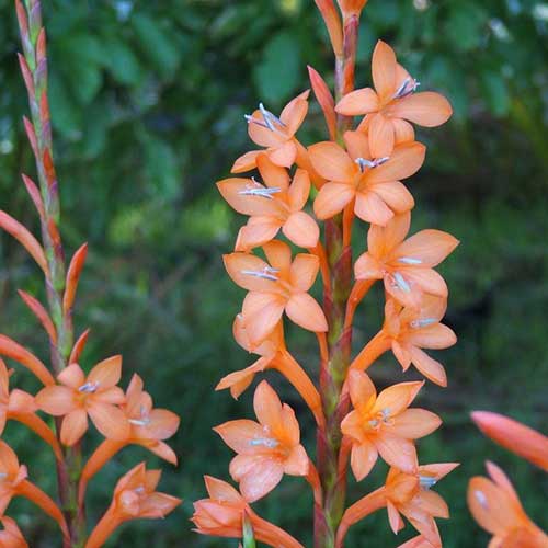 Watsonia pillansii