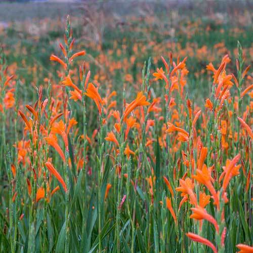 Watsonia pillansii