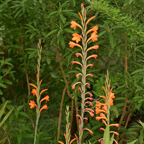 Watsonia pillansii