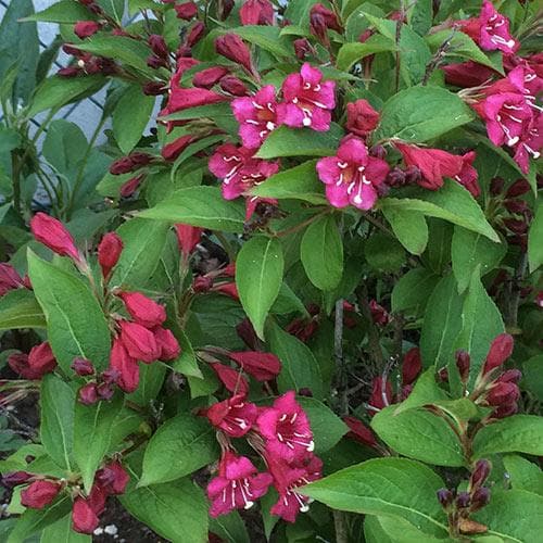 Weigela Bristol Ruby Bareroot | 1-2ft