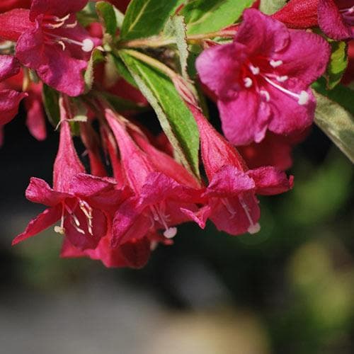 Weigela Bristol Ruby