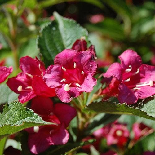 Weigela Bristol Ruby